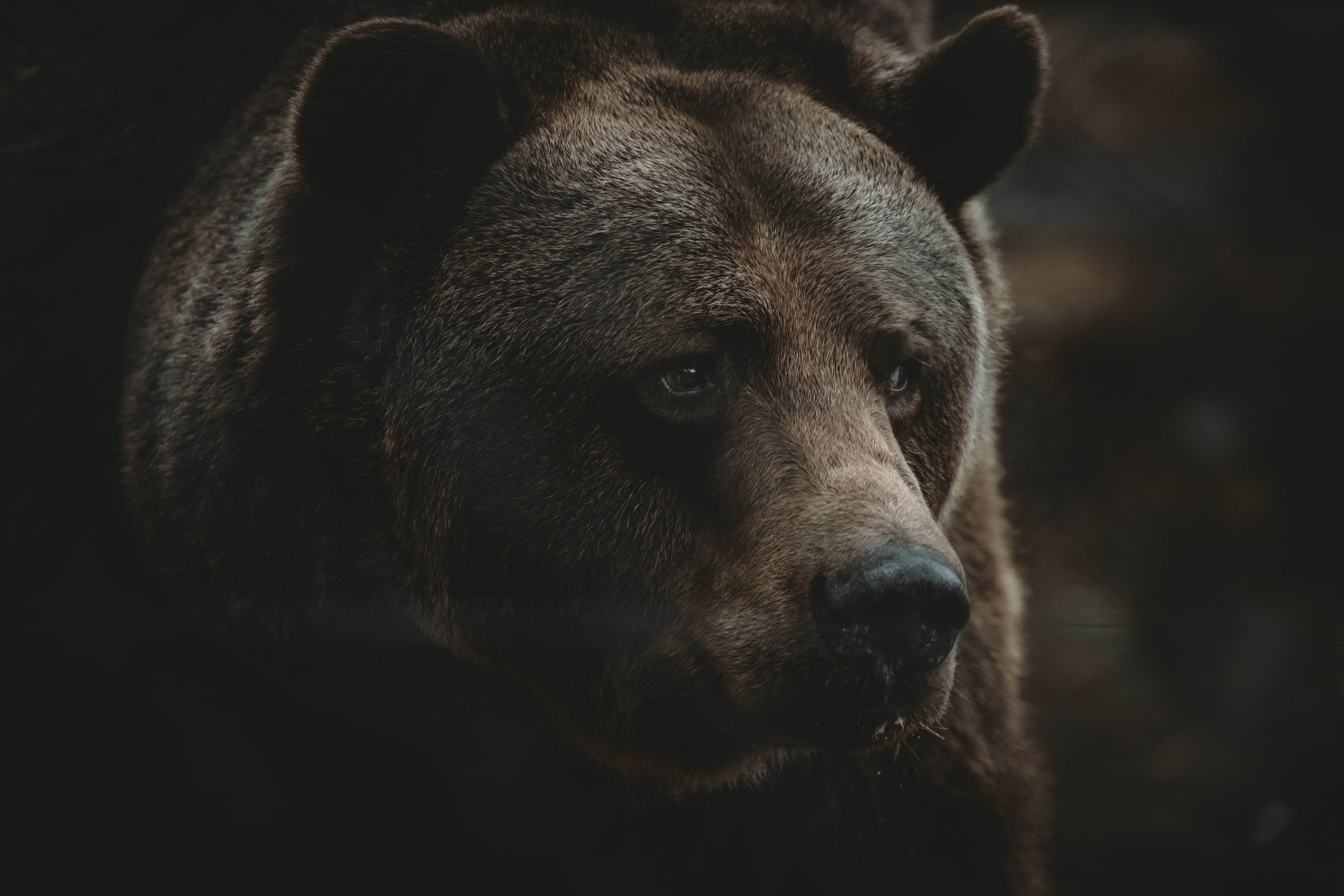 View larger image of a grizzly bear