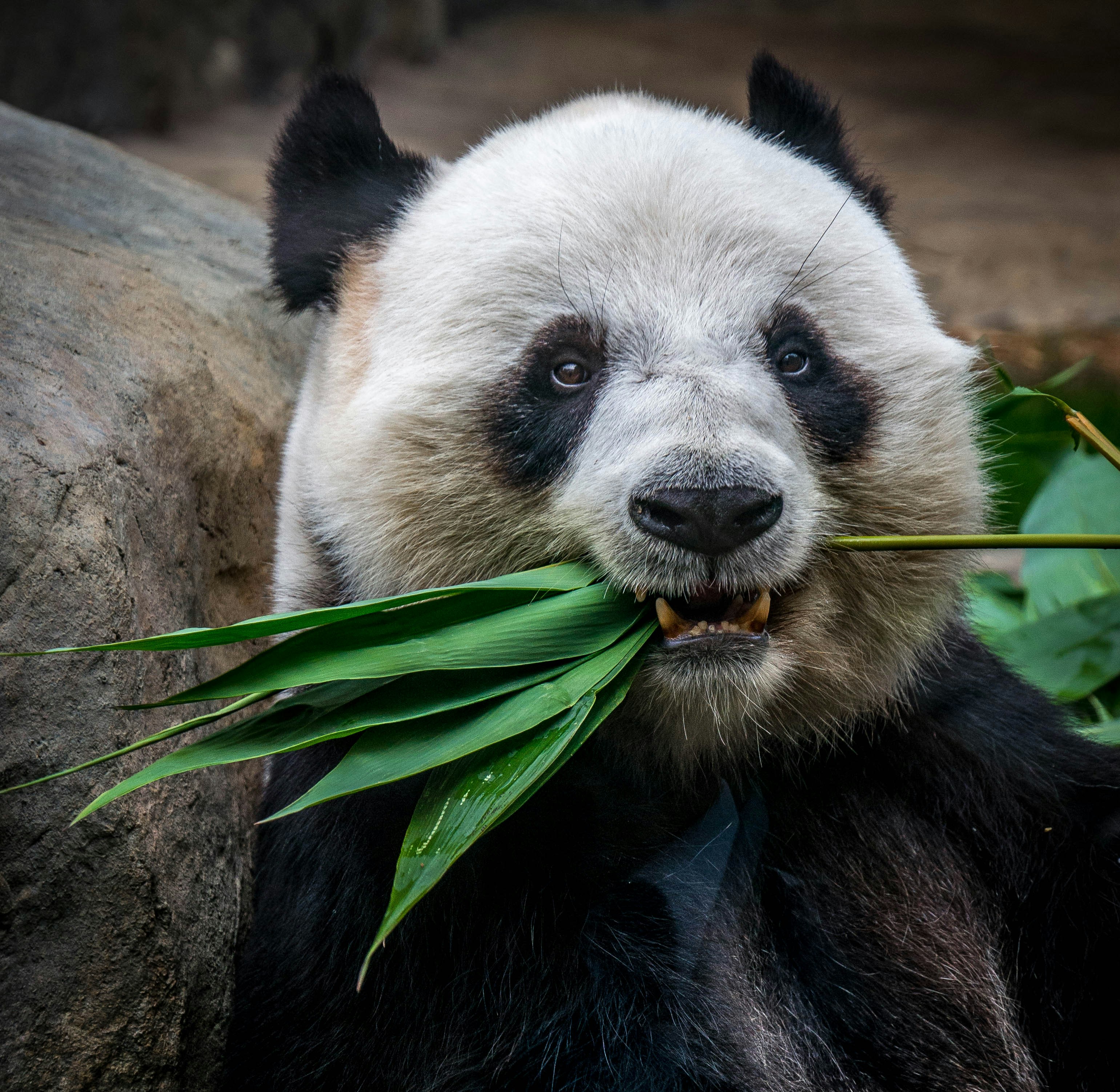 View larger image of a panda bear