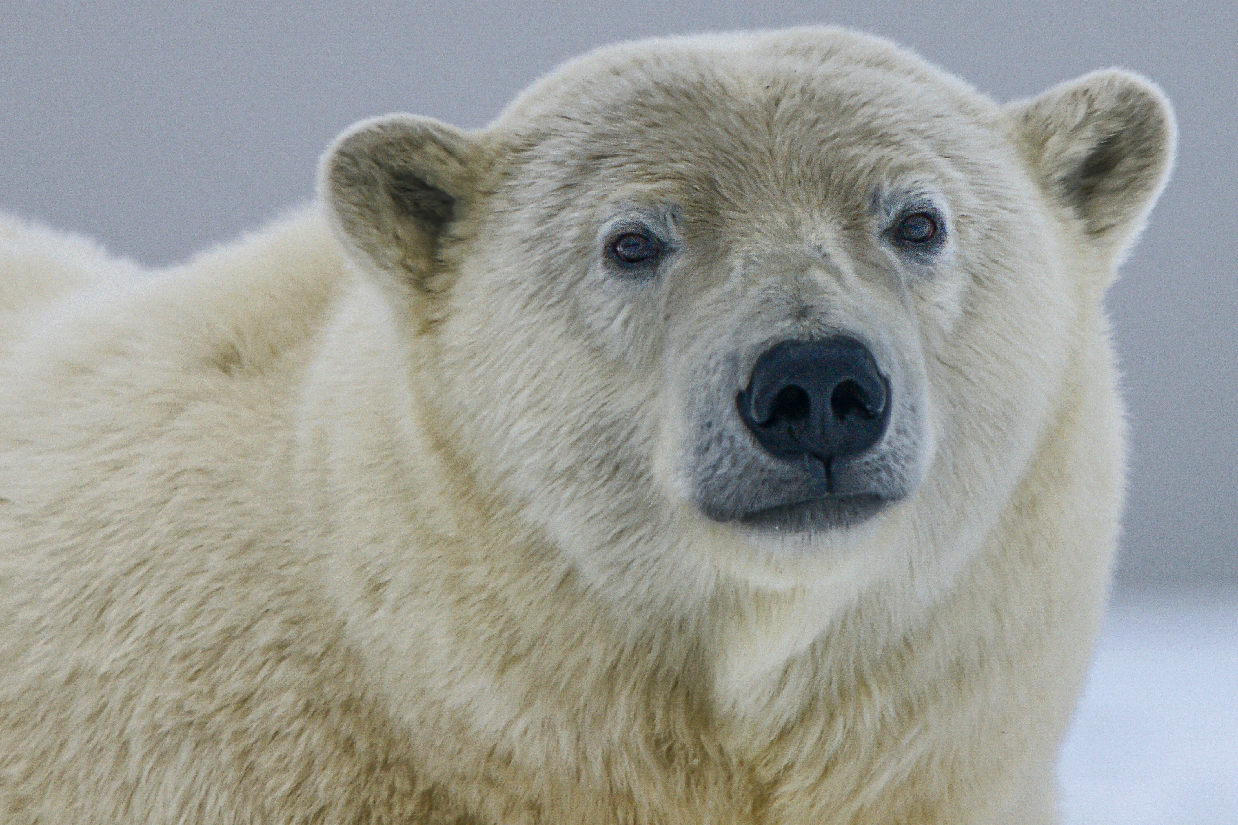 View larger image of a polar bear
